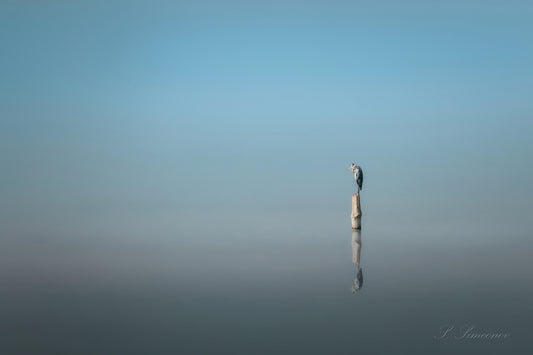 Grey Heron